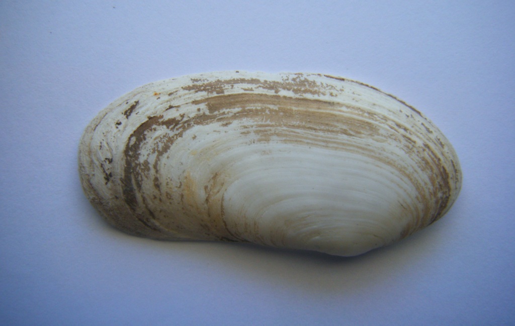 Bivalve 4 = Tapes (Ruditapes) decussatus (Linn, 1758)